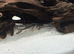 Pictus catfish