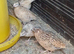 Female quail