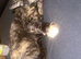 2 cats one male and one female
