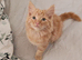 Fluffy kitten boy left