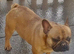 RED FAWN MALE FRENCH BULLDOG