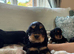 Show type cocker spaniels