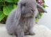 Baby mini lop.buck available now.
