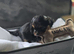 Beautiful Yorkshire terrier puppies