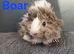 Beautiful Baby guinea pigs for sale