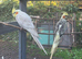 Male Cockatiel for sale