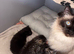 Half ragdoll kittens for sale *reduced*