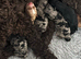 Beautiful Litter of Cockapoo puppies