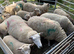Lleyn Ewes & Lambs