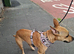 Dog in need of loving home