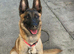 Looking for a loving new home for our 11-month-old female Belgian Malinois.