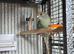 Stunning Turquoise / Blue Kakariki Male &ndash; 4.5 Months Old