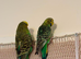 Budgie pair