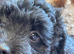 Gorgeous Froodle Puppies
