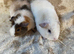 Two Baby Male Teddy Guinea Pigs For Sale