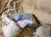 Lovebirds