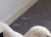 Sell/ rehome