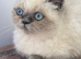 Stunning exotic female kitten ready to leave