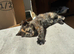 British shorthair x dsh calico tortie