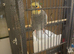 Cheeky Male Cockatiel for sale with cage