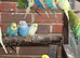 Lovely budgies males and females breeding conditions