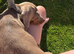 Mini dauchand named archie,