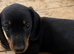 3 male dachshund