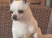 Tiny chihuahua boy