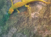 High Red Day Gecko juvenile