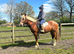 Welsh x TB stunning flashy gelding