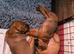 Beautiful Patterdale puppies