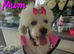 BEAUTIFUL TEDDY BEAR PUPPY FOR SALE