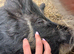 Kune kune male pig