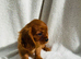 Cavalier King Charles