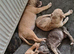Pocket Bully cross bull mastiff