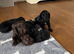 7 beautiful F1 cockapoo puppies
