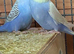 Budgies Small type young budgies