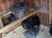 Orpington growers available