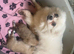 Beauriful boy and girl looking for their forever home.