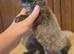 Mainecoon x Norwegin Forest