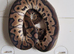 Royal python babies available between £40 - £70