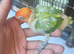 Lovebirds for handfeed