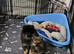 TRUE DWARF K.C registered pomeranian puppy boy, champion bloodlines