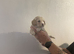 Beautiful cavapoos FB1