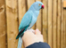 Ring neck parrot