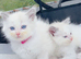 Ragdoll kittens