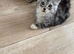 2 kittens