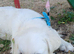 Golden retriever girl kc retriever