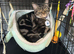 Gwen needs new home asap