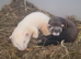 Beautiful Young Female Ferret 8 weeks
